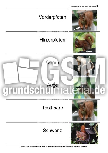 Flip-Flap-Eichhörnchen-Körperbau-Fotos.pdf
